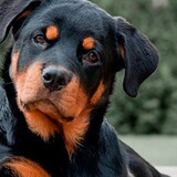 Ivan