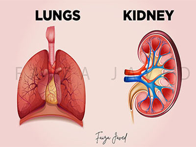 Medical Illustration 2d illustration digital art illustration illustrator design kidney illustration lung illustration medical illustration