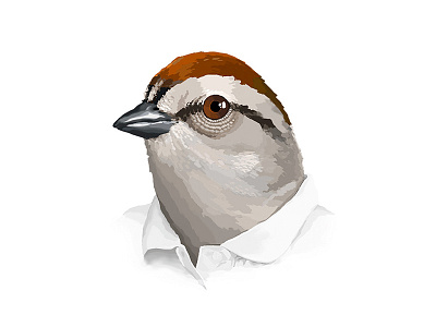 Sparrow Head bird collar face sparrow