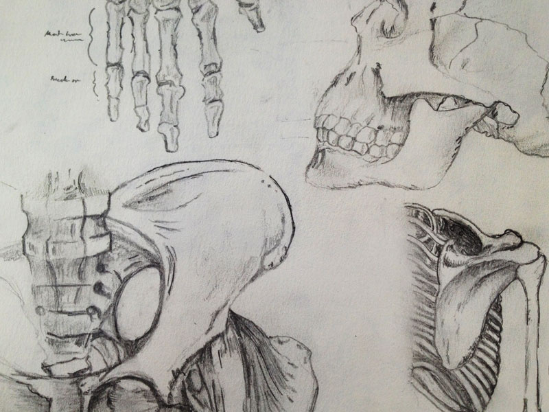 Sketch | Bones sketch paper pencil code school