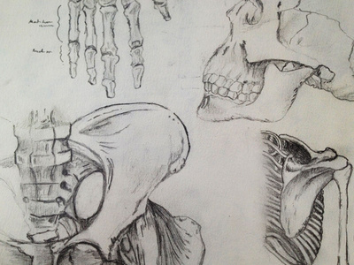 Sketch | Bones