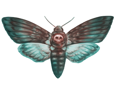 Death's-head Hawkmoth illustration moth point pleasant sticker