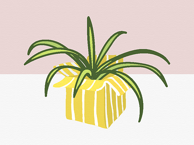 Spider Plant apartment therapy box houseplant mauve people ive loved plants spider plant yellow