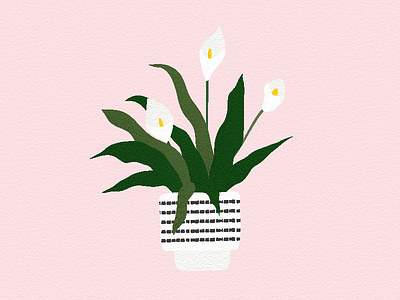 Calla Lily apartment therapy calla lily ceramics houseplant interior design lily pink planter pot potted plant