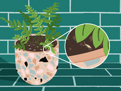 Springtail Bugs apartment therapy bugs fern houseplant insect plant science scientific subway teal terrazzo tiles