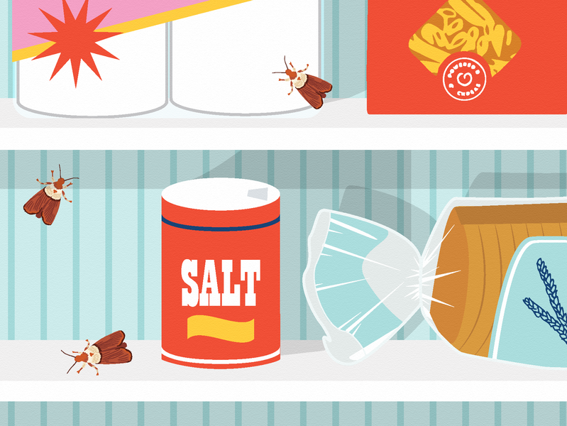 Pantry Moths By Kath Nash Dribbble Pantry Moths Bug Pasta Banza Bread Salt Food Pests Moth Bugs Editorial Illustration For Apartment Therapy