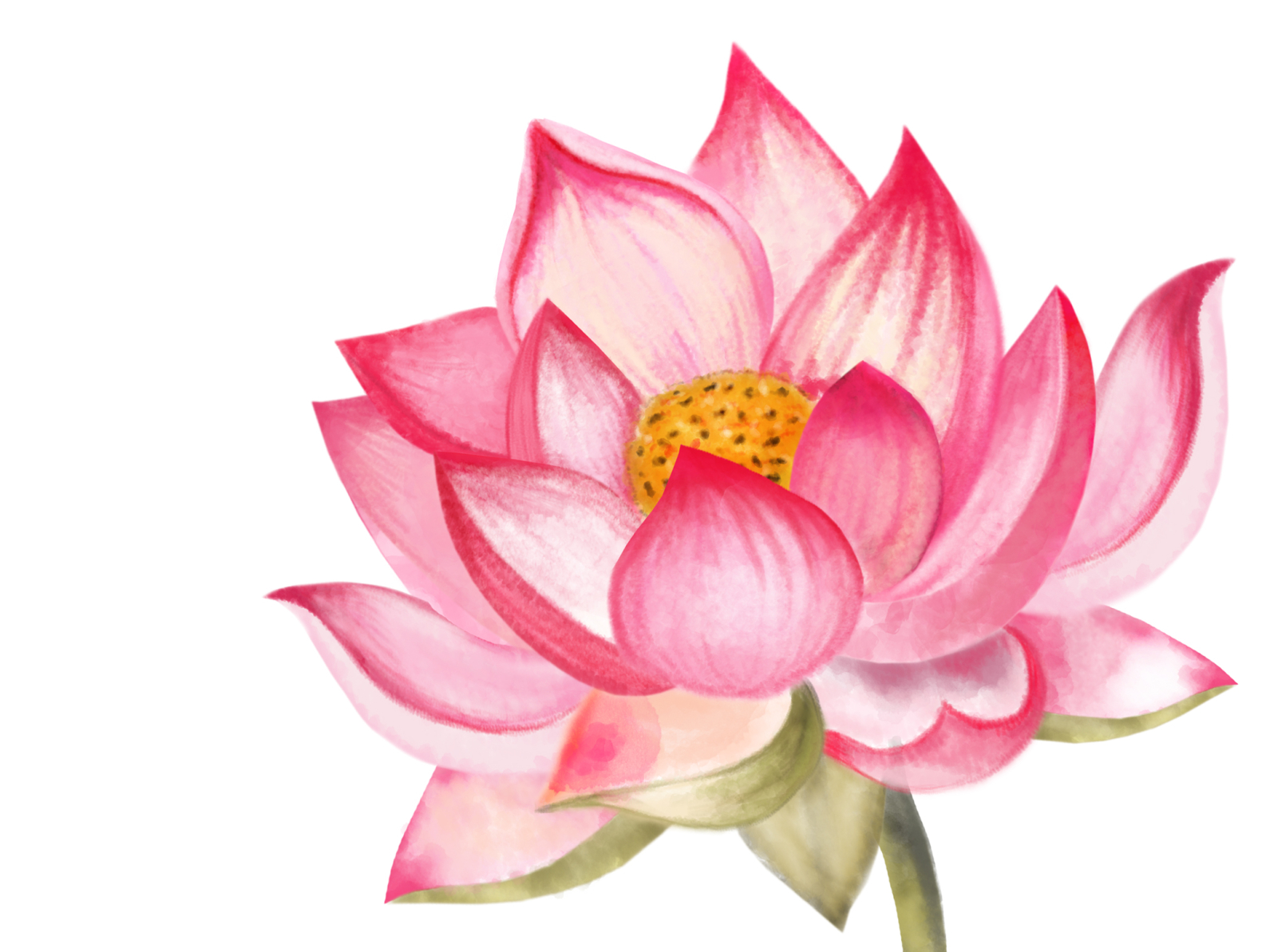 Lotus national flower drawing #ashortaday #shorts - YouTube