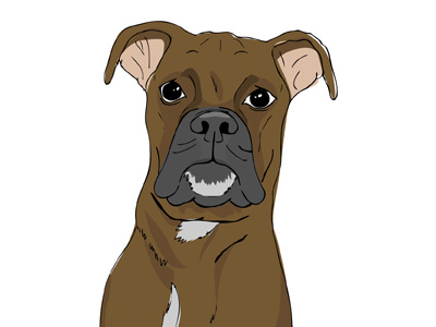 Sully boxer dog illustration office dog