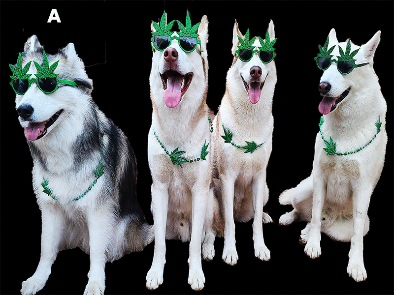 Dogs in Black Background background change retouching
