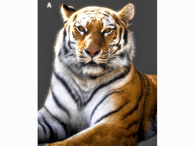 Retouching work on Tiger background change background removal image retouching retouch retouching
