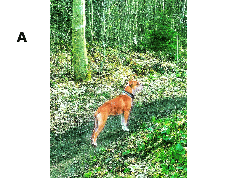 Retouching work on Dog in forest