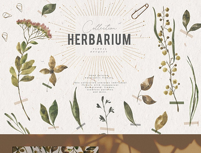 Herbarium Watercolor Collection animation branding graphic design icon illustration illustrator logo minimal typography vector