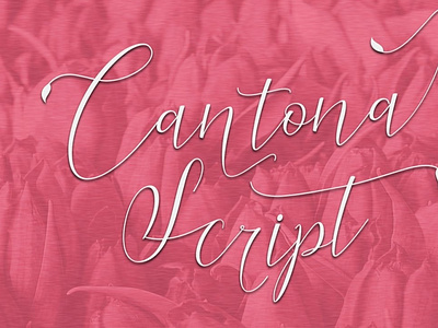 Cantona Script - Decorative Script