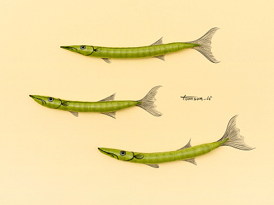 Acacia animal beans creative drawing fish green illustration painting photography still life