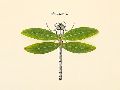 dragonfly animals creative dragonfly drawing illustration insect leaves life painting photography still life