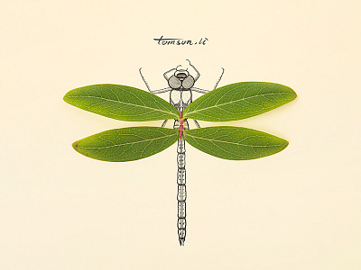 dragonfly