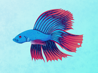 Siamese fighting fish aquarium fish fishes illustration illustrator ocean sea underwater vector wildlife