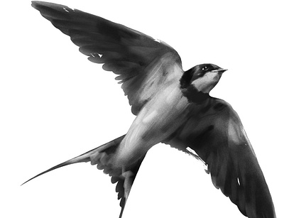 Swallow art design digital art digital illustration digital painting illustration procreate