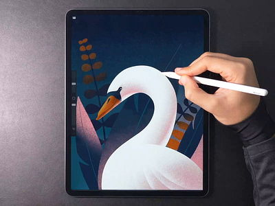 Swan illustration