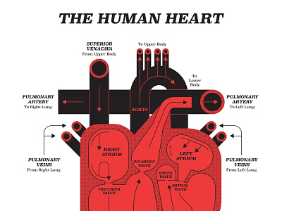 Heart anatomy digital folioart graphic heart illustration infographic john devolle medical monochrome vector