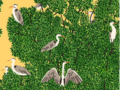 Heron Island birds character digital folioart illustration michael parkin nature