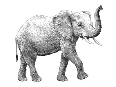 Olivia Knapp - Folio aid crosshatching drawing elephant folio illustration ink pen wild