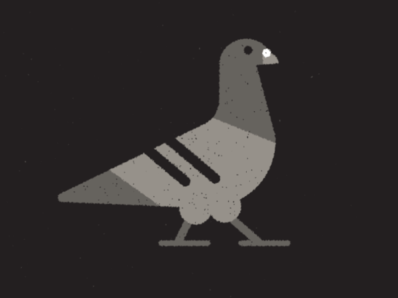 Pigeon digital gif pigeon texture walk