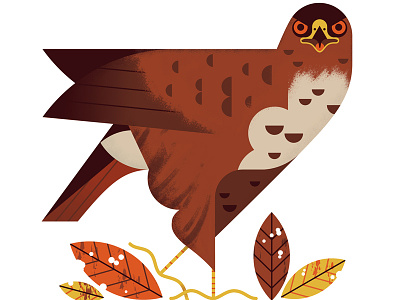 BBC Wildlife animal autumn bird digital illustration nature wildlife