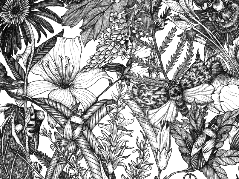 Floral Wallpaper botanical drawing floral flowers ink line moth nature pattern pen traditional