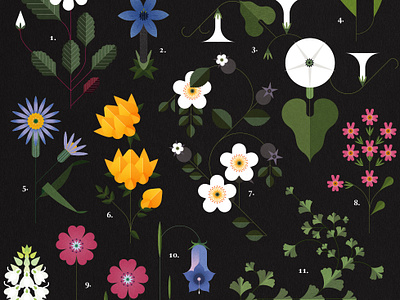 Botanicals botanical floral folioart illustration infographic poster sally caulwell vector