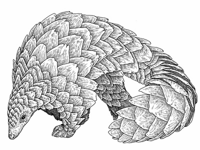 Pangolin animal bw cross hatch drawing folioart illustration line swindler swindler tonal