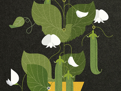 Sweet Peas book digital folioart illustration plant recipe sally caulwell vector veg