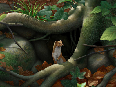 Beech Roots anne sharp digital folioart illustration nature painting weasel wildlife woodland