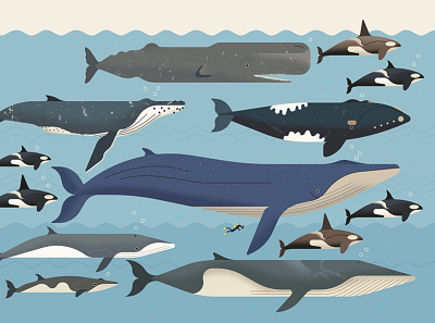 Antarctic Whales digital editorial folioart illustration infographic nature ocean owen davey wildlife