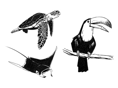 Belize animals digital drawing editorial folioart illustration muti nature travel