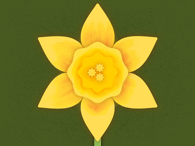 Springtime Daffodil bloom daffodil flower spring springtime texture vector yellow