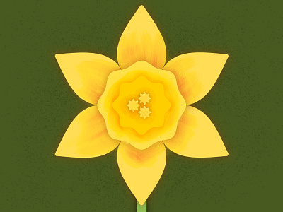 Springtime Daffodil 