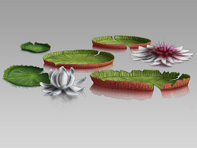 Swamp Water Lillies concept art flowers game art illustration leaves lillies swamp