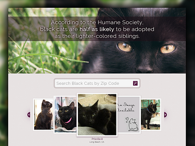 Adopt Black Cats carousel slider cats purple web design website
