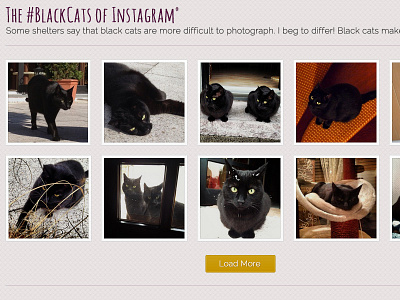 Black cats of instagram button cats feed instagram purple website