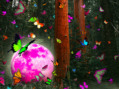 Butterfly Moon butterfly forest illustration insect moon moonlight photoshop