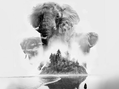 Elephantsd in the Mist animals beach elephants fog island mist shoreline trees