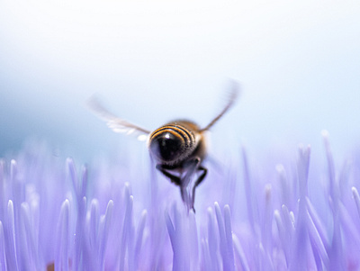 Flying Low bee closeup photography macro