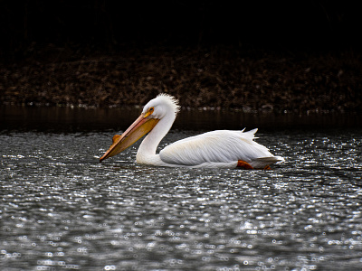 Pelican bird lake nature photography pelican water bird