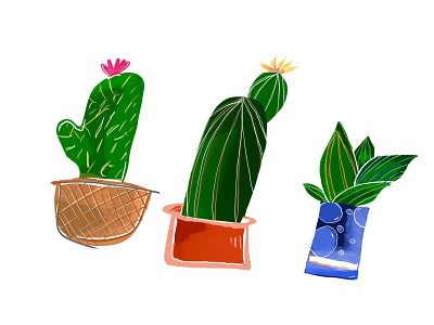 The 3 cactuseers