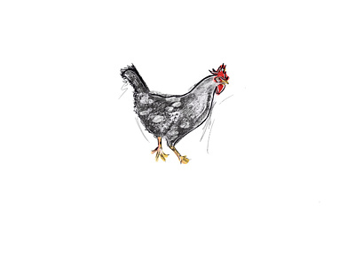 Last Ancona standing chickens digital art illustation