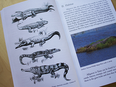 Alligator alligator book designlayoutillustrationdesktop publisher