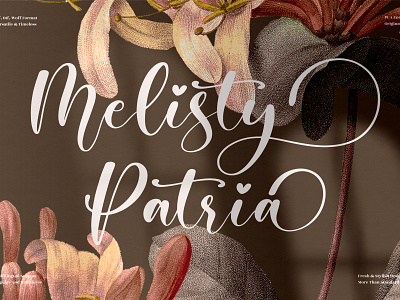 Melisty Patria - Beautiful Script Font 3d animation app branding design graphic design icon illustration logo motion graphics typography ui ux vector