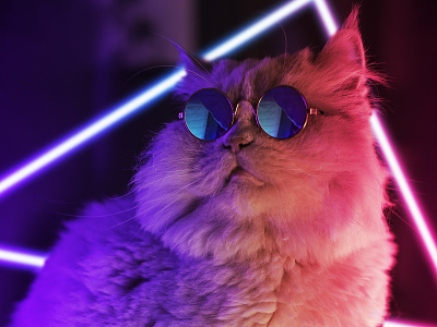 Cool Cat 80s awesome cat cool designer disco futuristic neon neon light neon lights neons neonsign new retro wave photography sunglasses