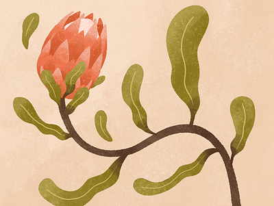 Protea illustration plants procreate protea texture